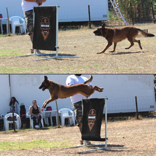 barijera za skokove za IGP trening pasa