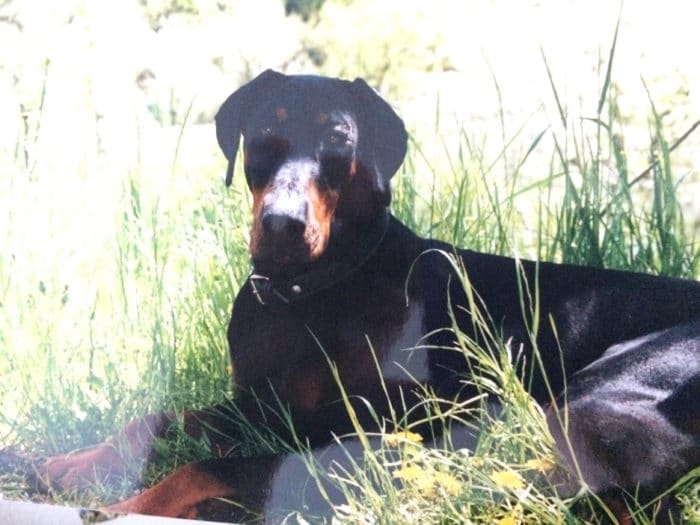 Astor