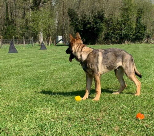 Mali trening revir - 100cm - Slika 6