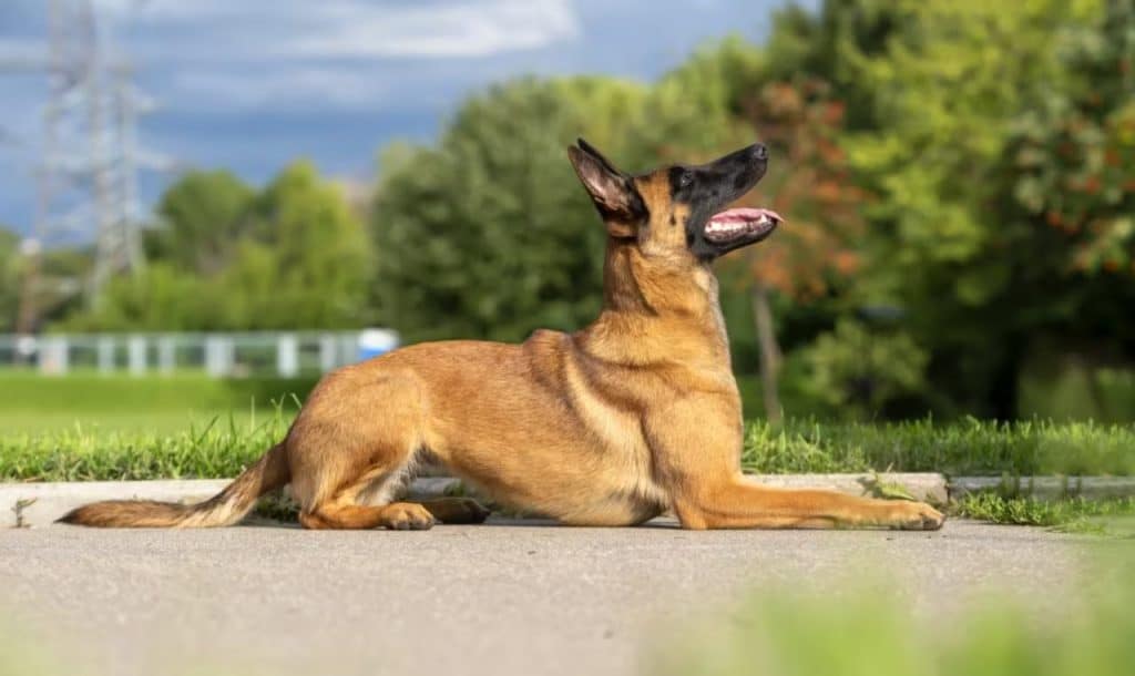 Belgijski ovčar malinois leži ob poti med sprehodom
